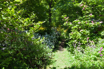 Fototapeta na wymiar Hidden path passing flowering white rhododendron , magnolia, wildflowers under canopy of leafy trees, in a spring park in an English rural countryside .