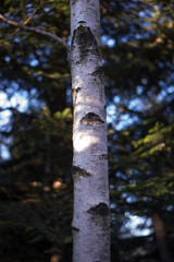 birke mit unscharfem hintergrund 