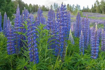 Lupinus, lupin, lupine field with pink purple and blue flowers. Bunch of lupines summer flower background