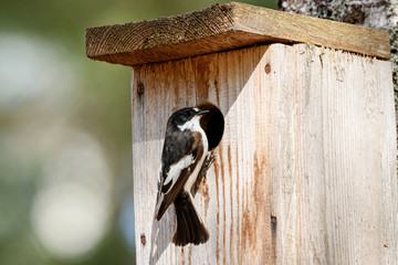 European pied flycatcher ficedula hypoleuca male sitting near hole of birdhouse. Cute bright forest songbird on nesting box in wildlife.