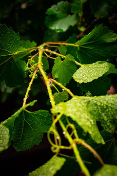 Vignette close-up image of vine leaves and stem with raindrops