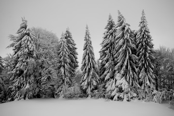 beschneite tannen in schwarz weiß