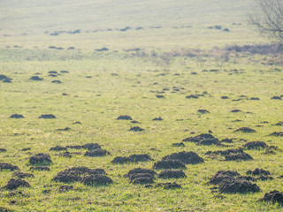 Wühlmaus Haufen auf Wiese