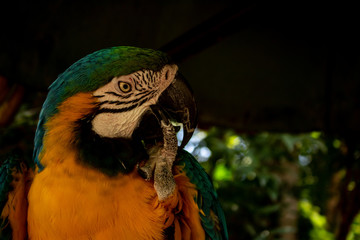 Obraz premium Picture of the common Macaw