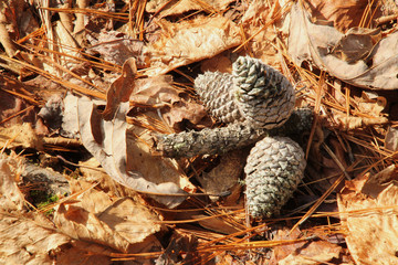 Triple Pinecone in the Fallen Leaves