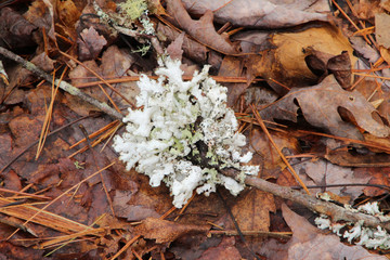 Whte Fungus on the Branch