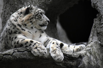 Irbis, snow leopard portrati