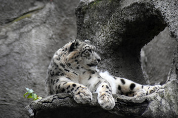 Irbis, snow leopard