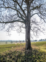 Fototapeta premium Kahle Obstbäume im Winter