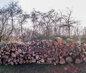 Brennholzlager auf Wiese
