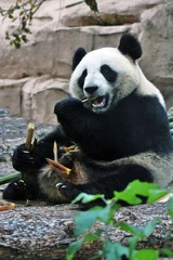 Obraz premium Panda bear eats bamboo