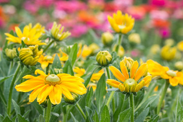 closeup of yellow summer garden flowers with blurred background