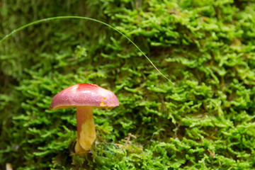 Mushroom on green moss. Autumn landscape. Brown mushrooms