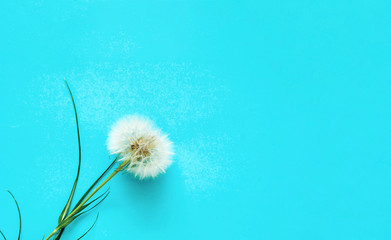 Creative blue background with white dandelions inflorescence. Concept for festive background or for project.Close-up