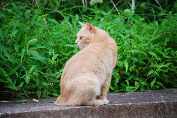 Fototapeta premium 野良猫