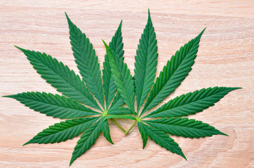Cannabis leaf on wooden background. Medical hemp. Legalization of marijuana.