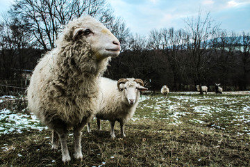 Obraz premium Curious but shy.