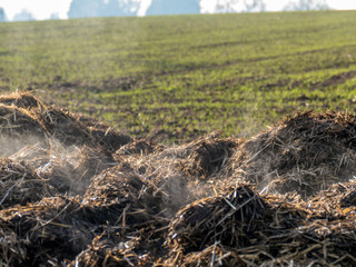 Dampfender Misthaufen auf dem Feld