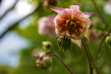 Close up of pink rose blossom against green background