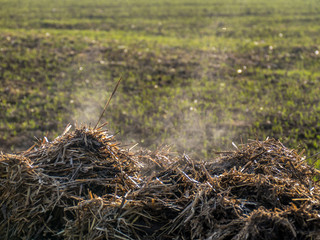 Dampfender Misthaufen auf dem Feld