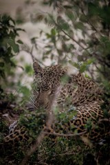 leopard in tree