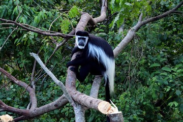 Black-and-white colobus, Lake Kyaninga Uganda