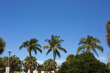 Fototapeta na wymiar Florida Palm Trees