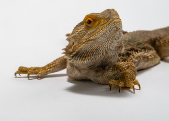 Bearded Dragon on seamless white background.