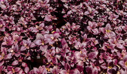 Picture of purple leaves