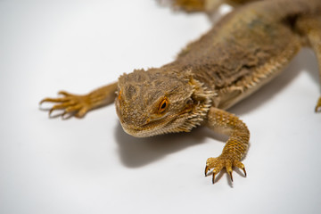 Bearded Dragon on seamless white background.