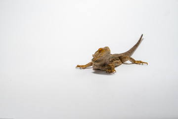 Bearded Dragon on seamless white background.