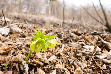 Hellebore flower in woodland close up, nature background