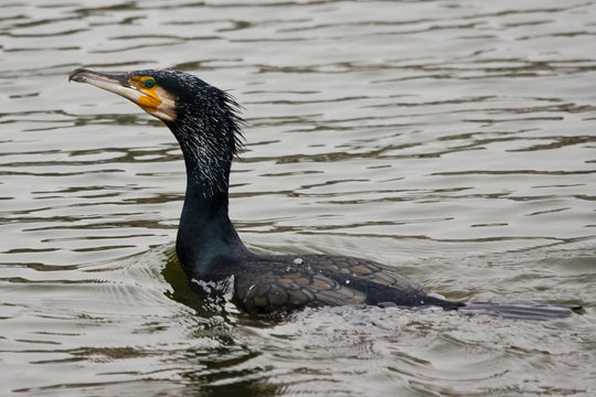 Aalscholver