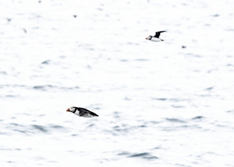 Atlantic puffins in flight off coast of Newfoundland