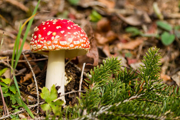 Amanita muscaria mushroom close up, nature background