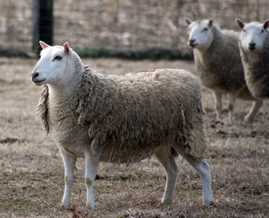 A sheep stands in a grassy field.