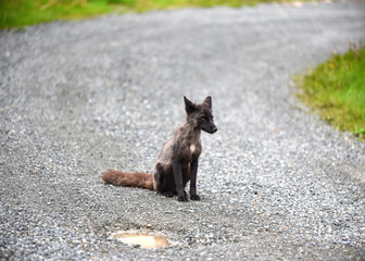 Curious red fox in Newfoundland