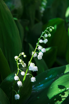 flowers of lily of the valley convalaria
