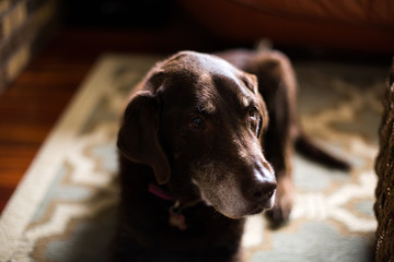 Chocolate Lab