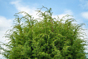 Thuja - green bush on a background of blue sky with clouds