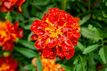 Marigold - red flower on a blurred background