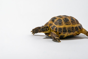 Russian Tortoise on seamless white background.