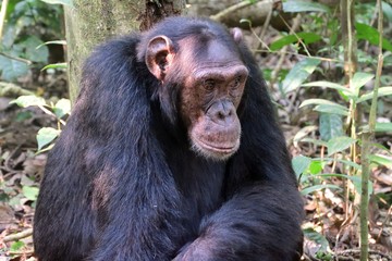 Eastern chimpanzee, Kibale Forest National Park, Uganda