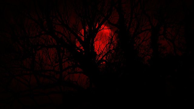 Large Red Moon Behind Gnarled Trees In The Woods