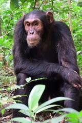 Eastern chimpanzee, Kibale Forest National Park, Uganda