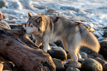 Black and white Siberian Husky with perfect balance among the rocks and logs of the Pacific Ocean beach debris.