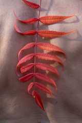 Red leaves of a plant against the background of a woman's body somatic motive.