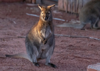 Naklejka na ściany i meble le kangourou tres observateur