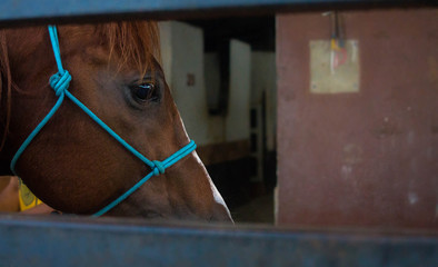 horse 
