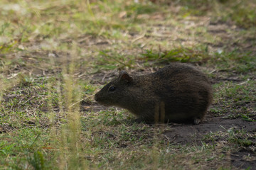wild boar in the forest